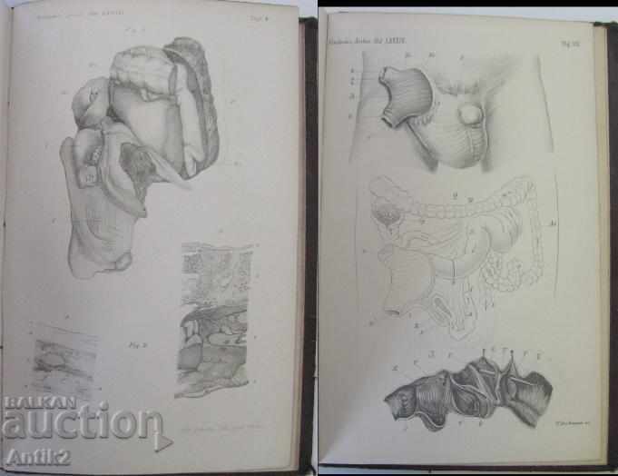 1882 Anatomy Medical Book Germany - 5 1882 Anatomy Medical Book Germany - 5