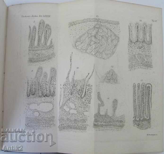 1882 Anatomy Medical Book Germany - 6 1882 Anatomy Medical Book Germany - 6
