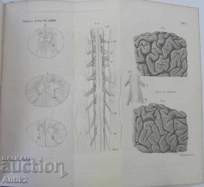1882 Anatomy Medical Book Germany - 7 1882 Anatomy Medical Book Germany - 7