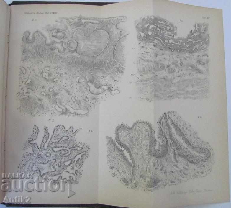 Auction  1888 Anatomy Medical Book Germany
