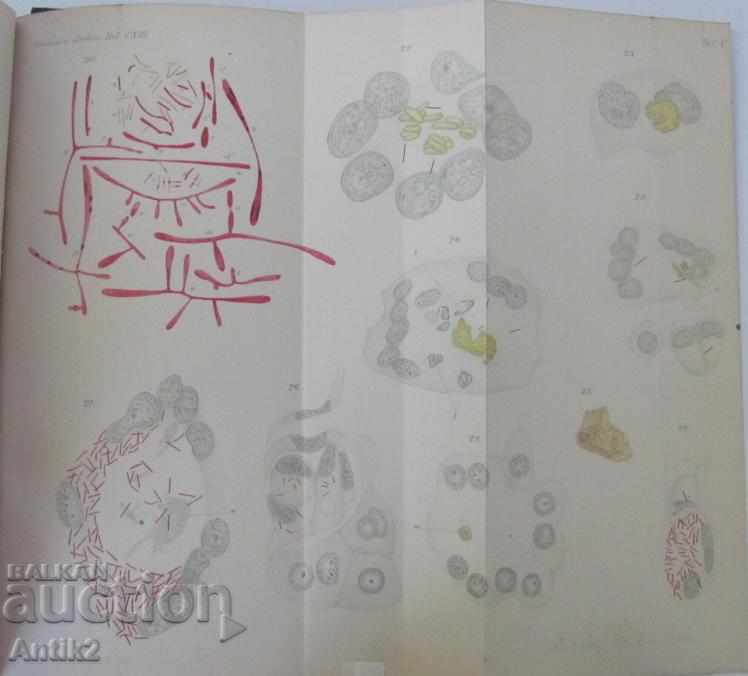 Delivery of 1888 Anatomy Medical Book Germany