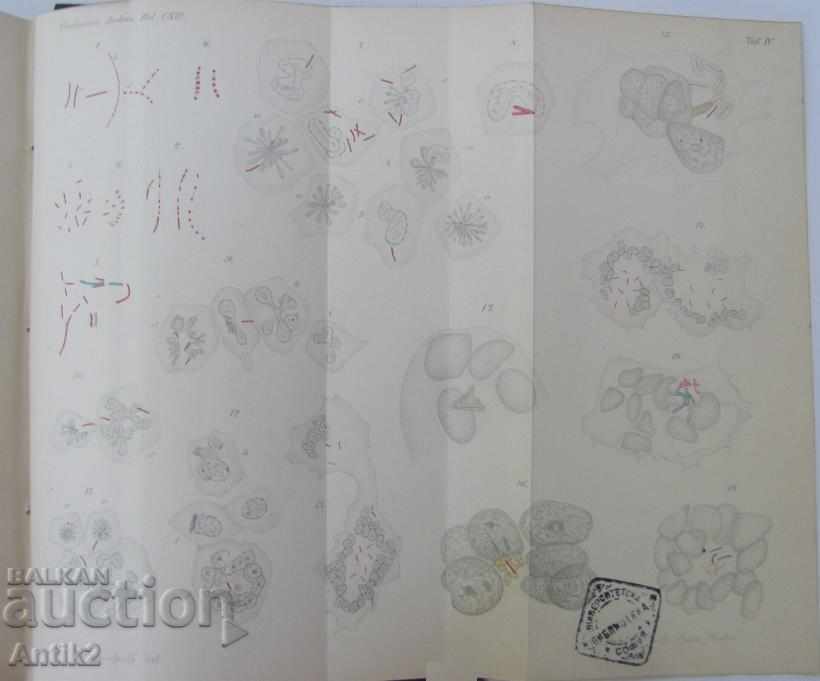 1888 Anatomy Medical Book Germany - 5