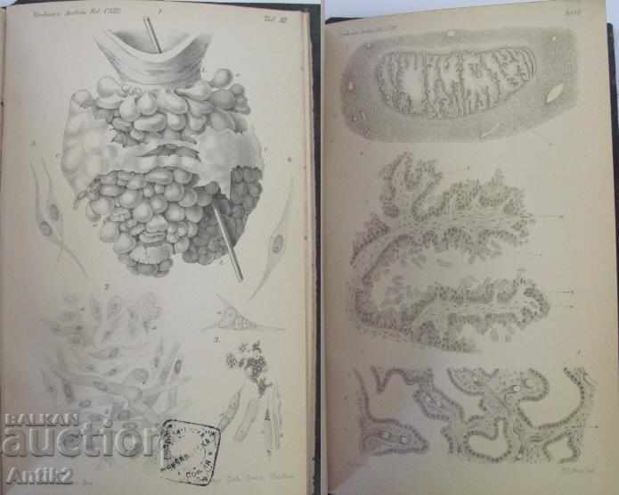 1888 Anatomy Medical Book Germany - 6