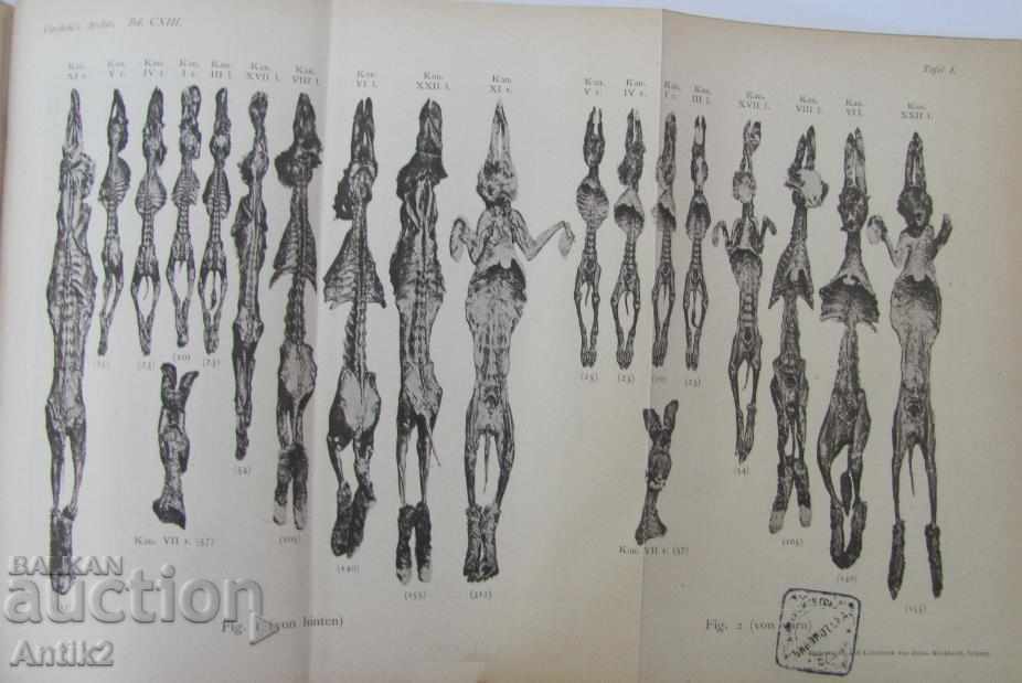 1888 Anatomy Medical Book Germany - 7