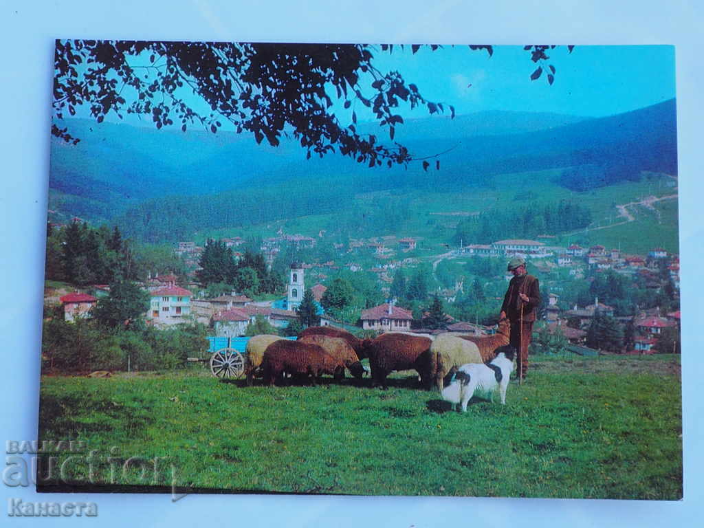 Koprivshtitsa shepherd 1979 K 259