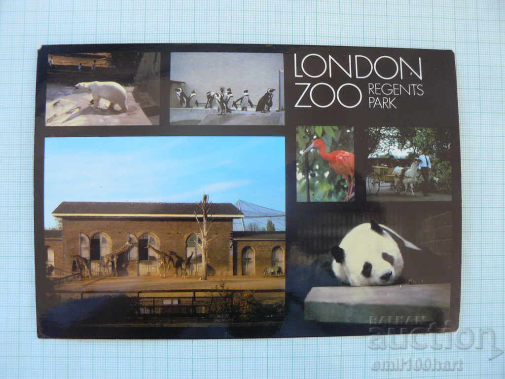 Картичка- Зоопарк Лондон