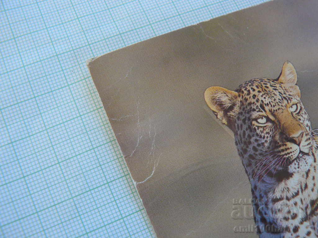Leopard card with price 0.20 BGN | € 0.10 Leopard card with price 0.20 BGN | € 0.10