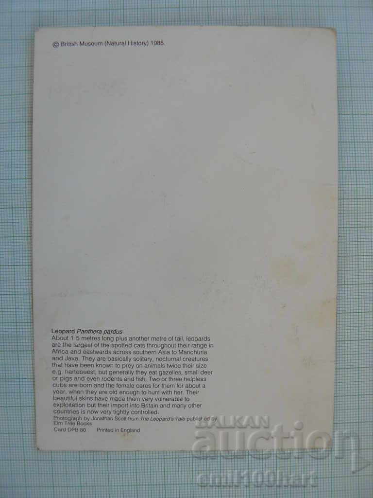 Auction Leopard card Auction Leopard card