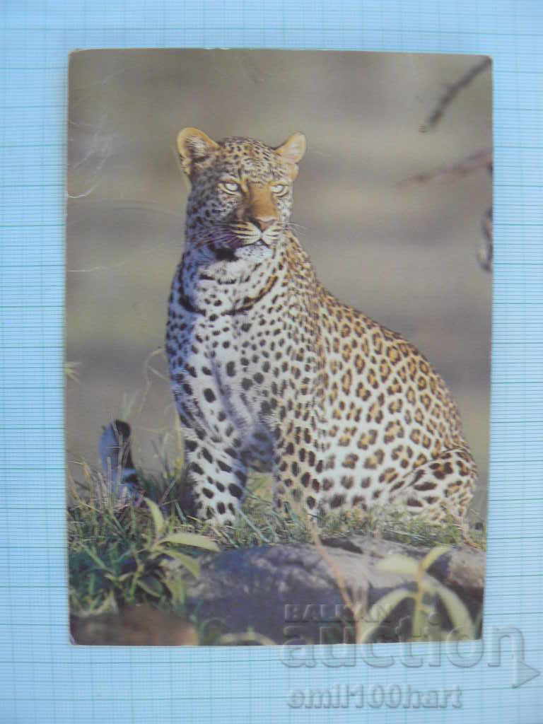 Картичка- Леопард