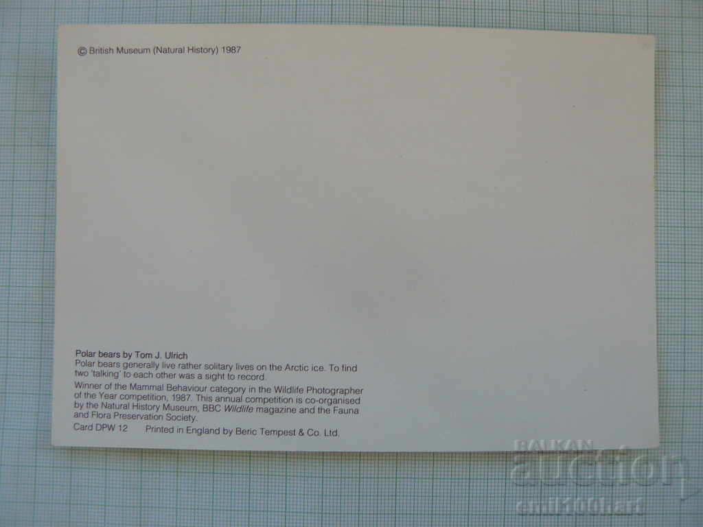 Postcard- Polar bears with price 0.50 BGN | € 0.26 Postcard- Polar bears with price 0.50 BGN | € 0.26