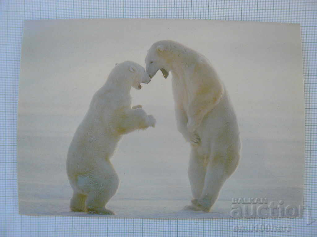Postcard- Polar bears