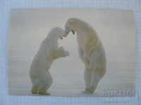 Postcard- Polar bears