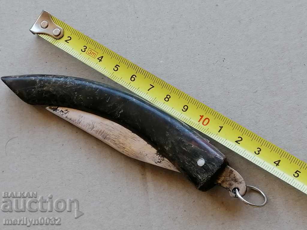 Auction  An old leg of a bull with buffalo horns