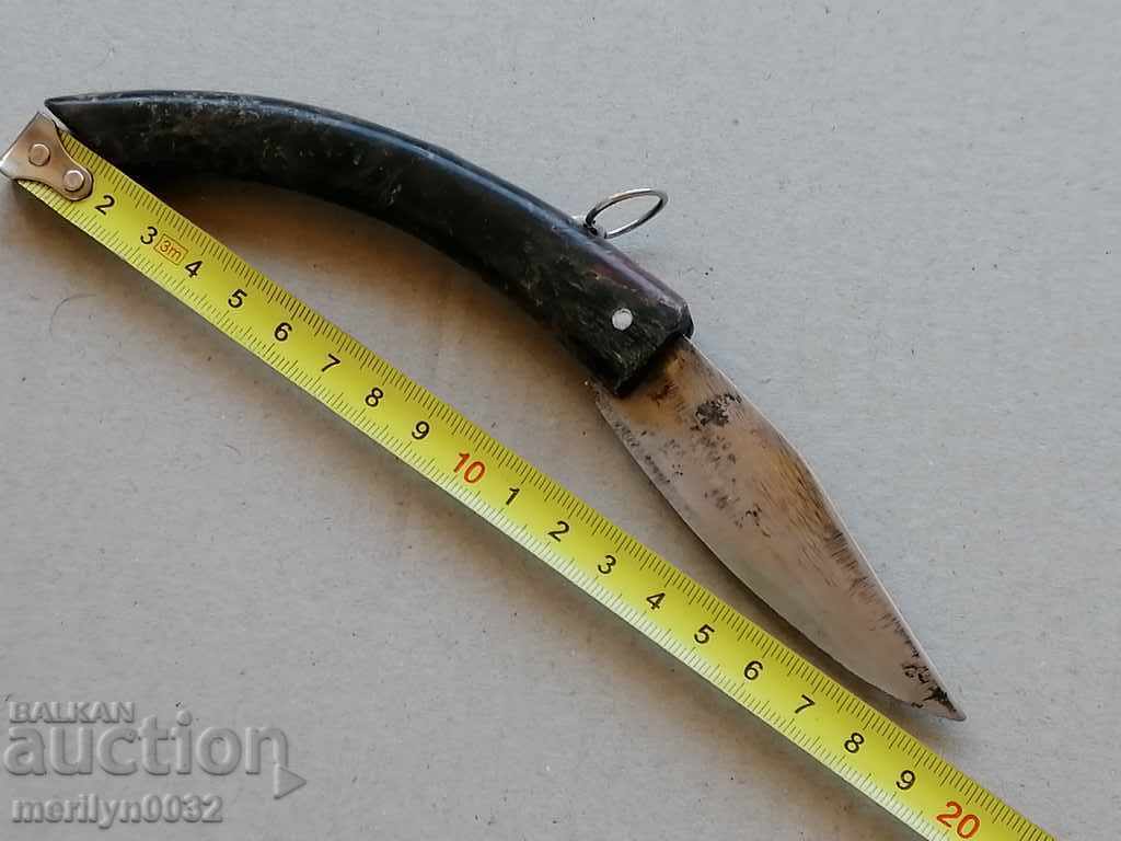 Delivery of An old leg of a bull with buffalo horns