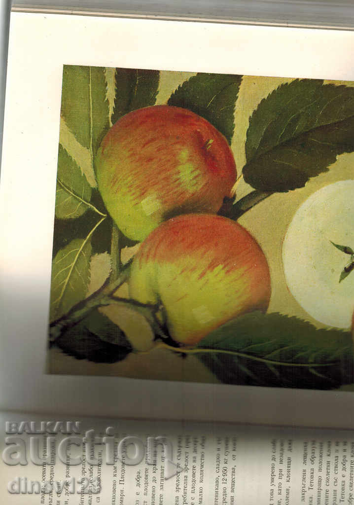 Auction BULGARIAN ASSISTANCE T. 1 - APPLE, PEAR, JULY Auction BULGARIAN ASSISTANCE T. 1 - APPLE, PEAR, JULY