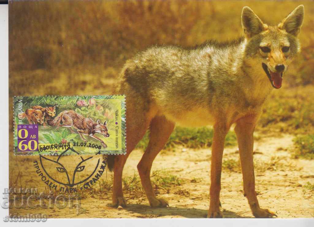 Postcard FDC Animals Jackal