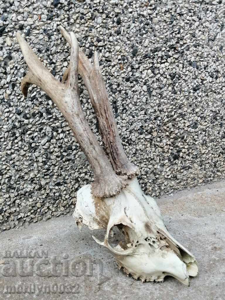 Hunting trophy skull with horns of a party with price 57.00 BGN | € 29.14