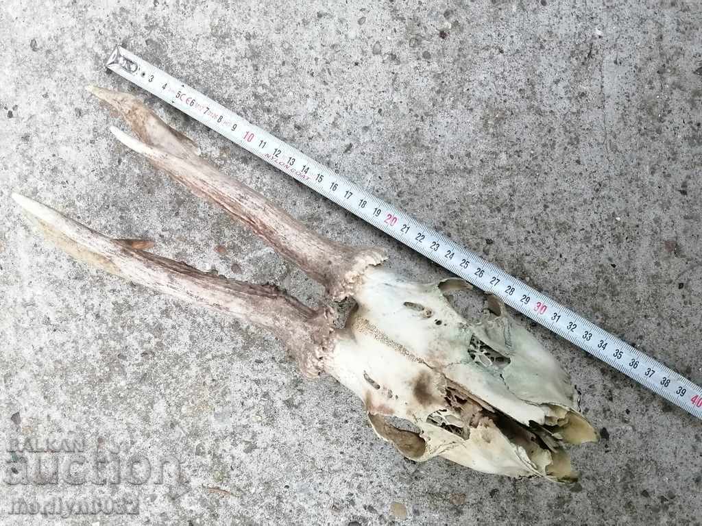 Delivery of Hunting trophy skull with horns of a party