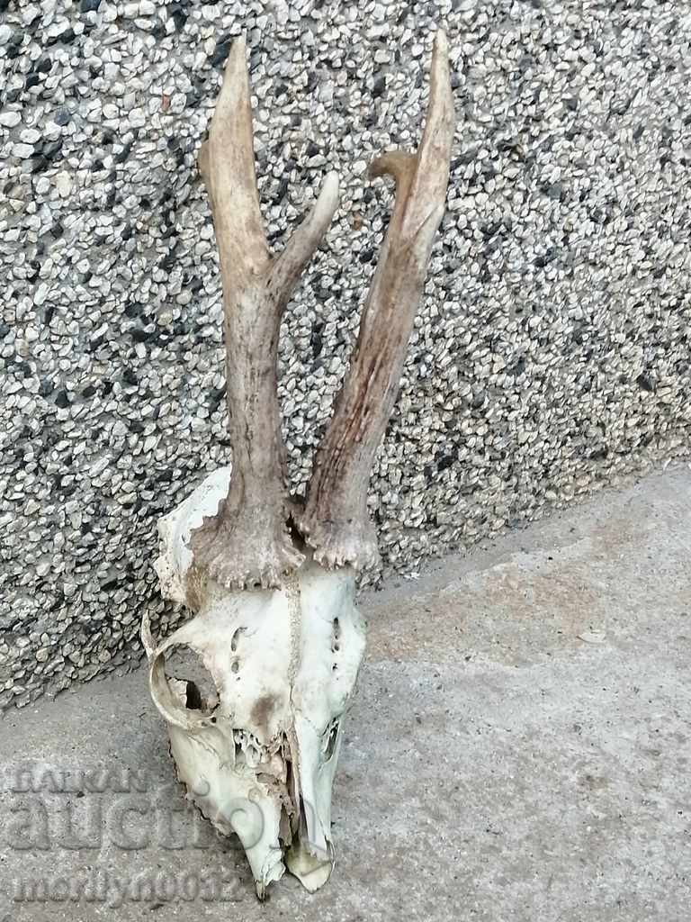 Hunting trophy skull with horns of a party - 5
