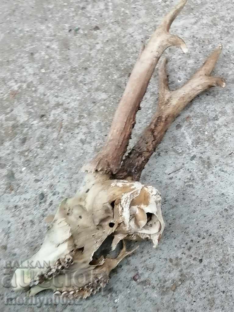 Hunting trophy skull with horns of a party - 6