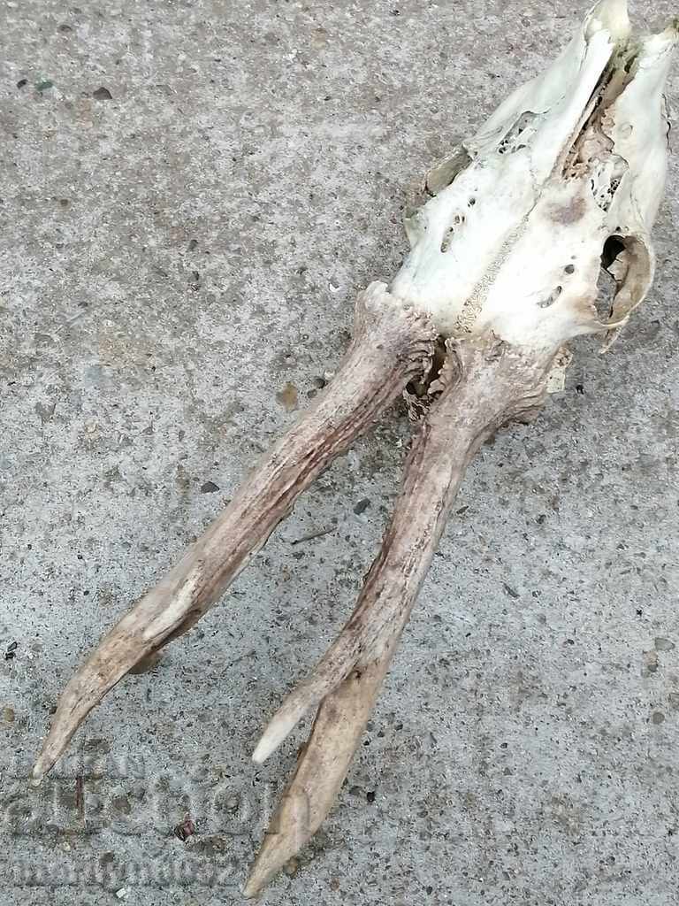 Hunting trophy skull with horns of a party - 7