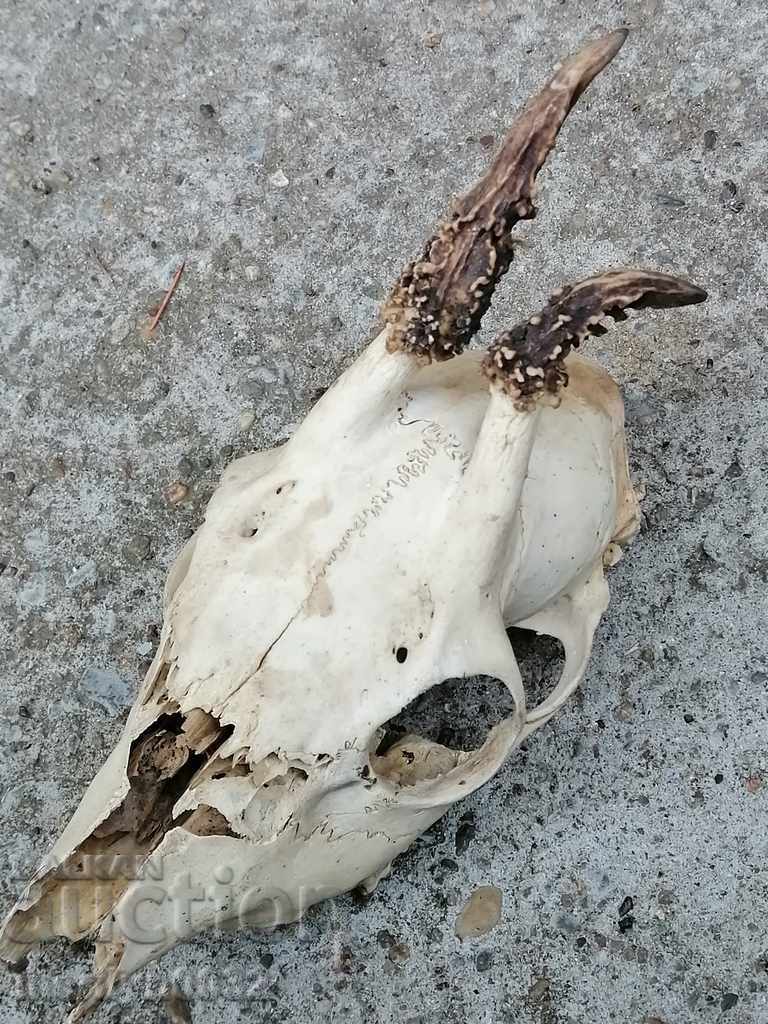 Hunting trophy skull with horns of a party with price 47.00 BGN | € 24.03 Hunting trophy skull with horns of a party with price 47.00 BGN | € 24.03
