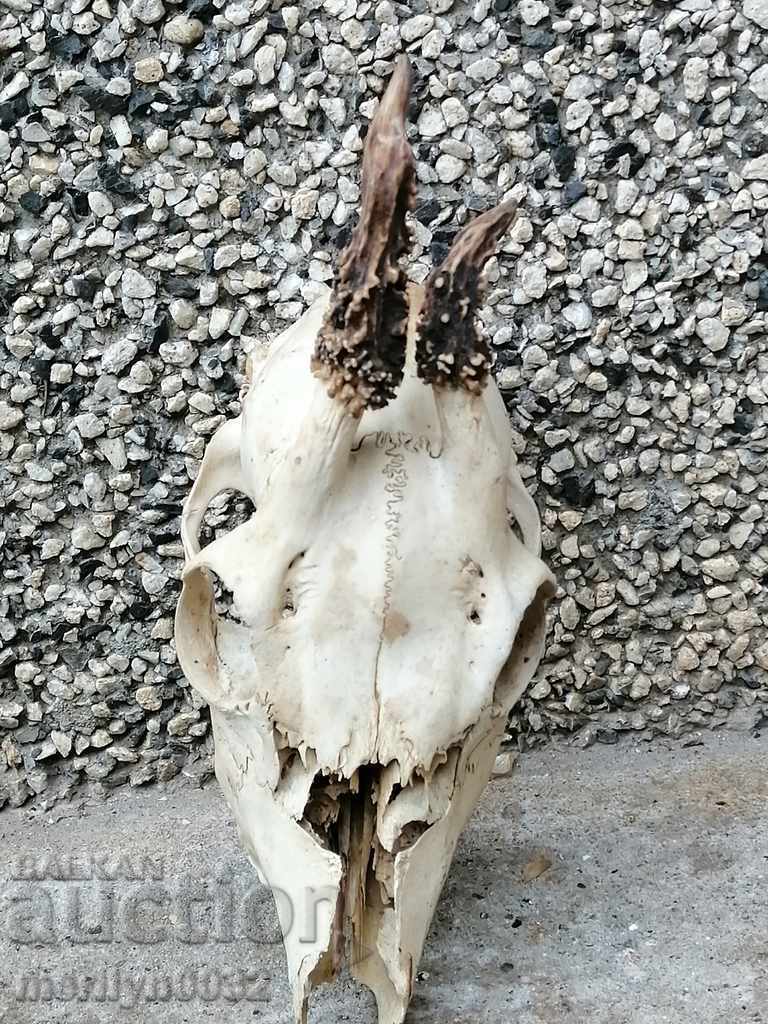 Auction Hunting trophy skull with horns of a party Auction Hunting trophy skull with horns of a party
