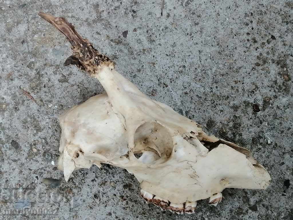 Delivery of Hunting trophy skull with horns of a party Delivery of Hunting trophy skull with horns of a party