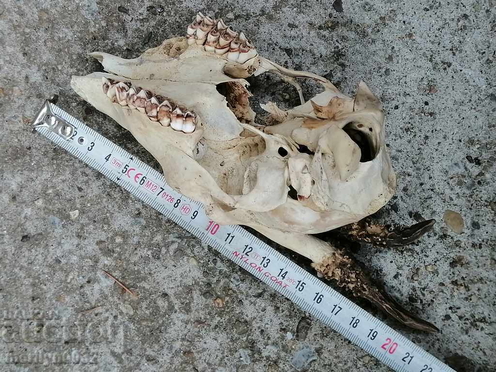 Hunting trophy skull with horns of a party - 5 Hunting trophy skull with horns of a party - 5