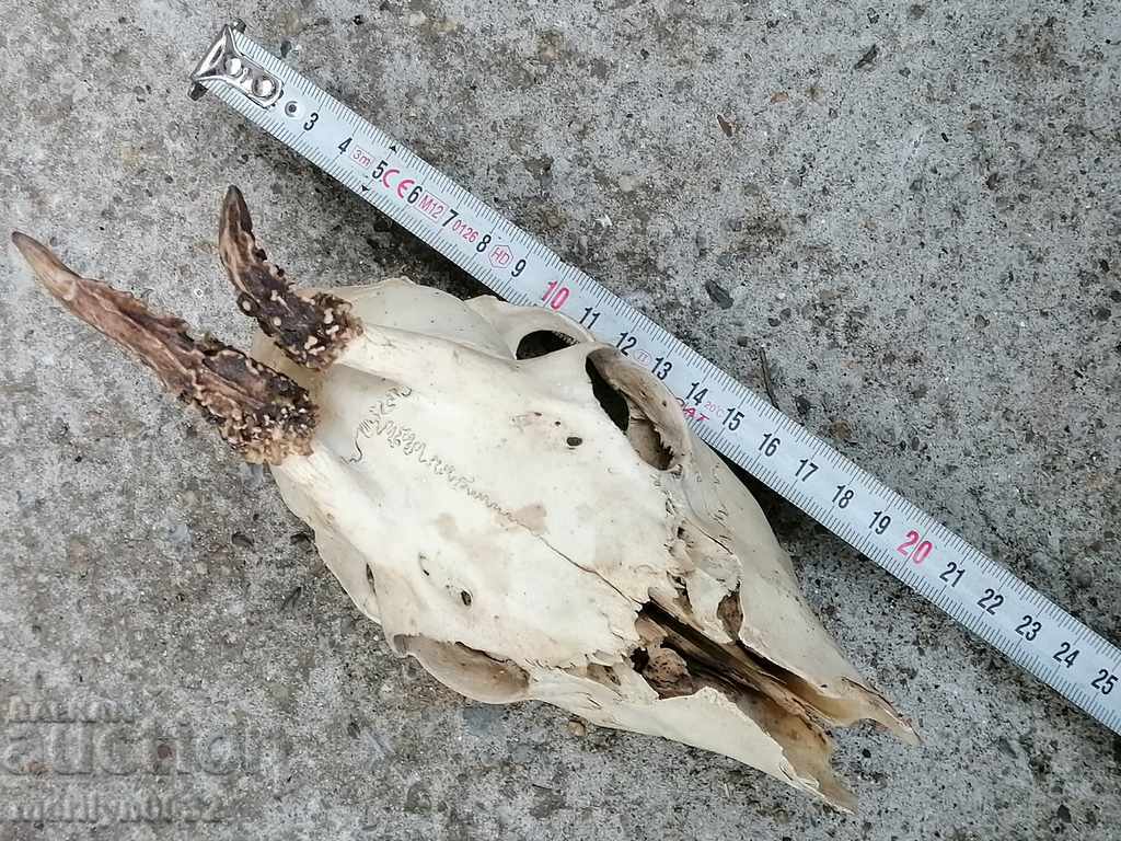 Hunting trophy skull with horns of a party - 7 Hunting trophy skull with horns of a party - 7