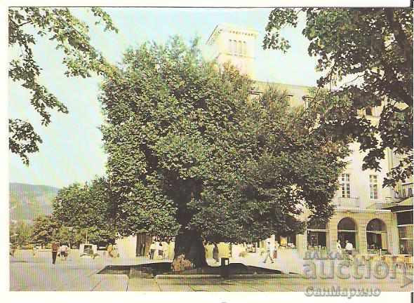 Card Bulgaria Sliven The Old Elm *