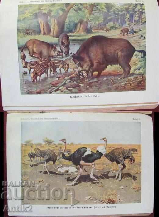 Delivery of 1907 Book for Animals and Birds Prof.O.SCHMEIL