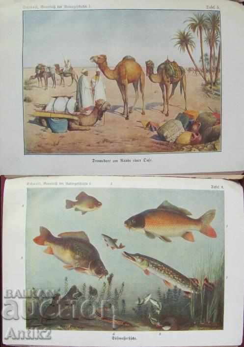 1907 Book for Animals and Birds Prof.O.SCHMEIL - 5