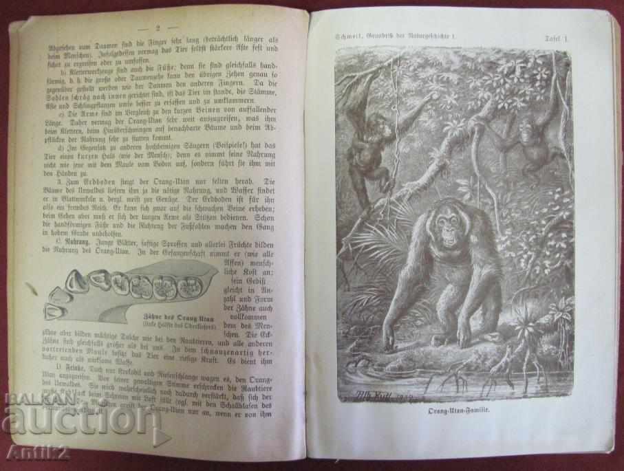 1907 Book for Animals and Birds Prof.O.SCHMEIL - 6