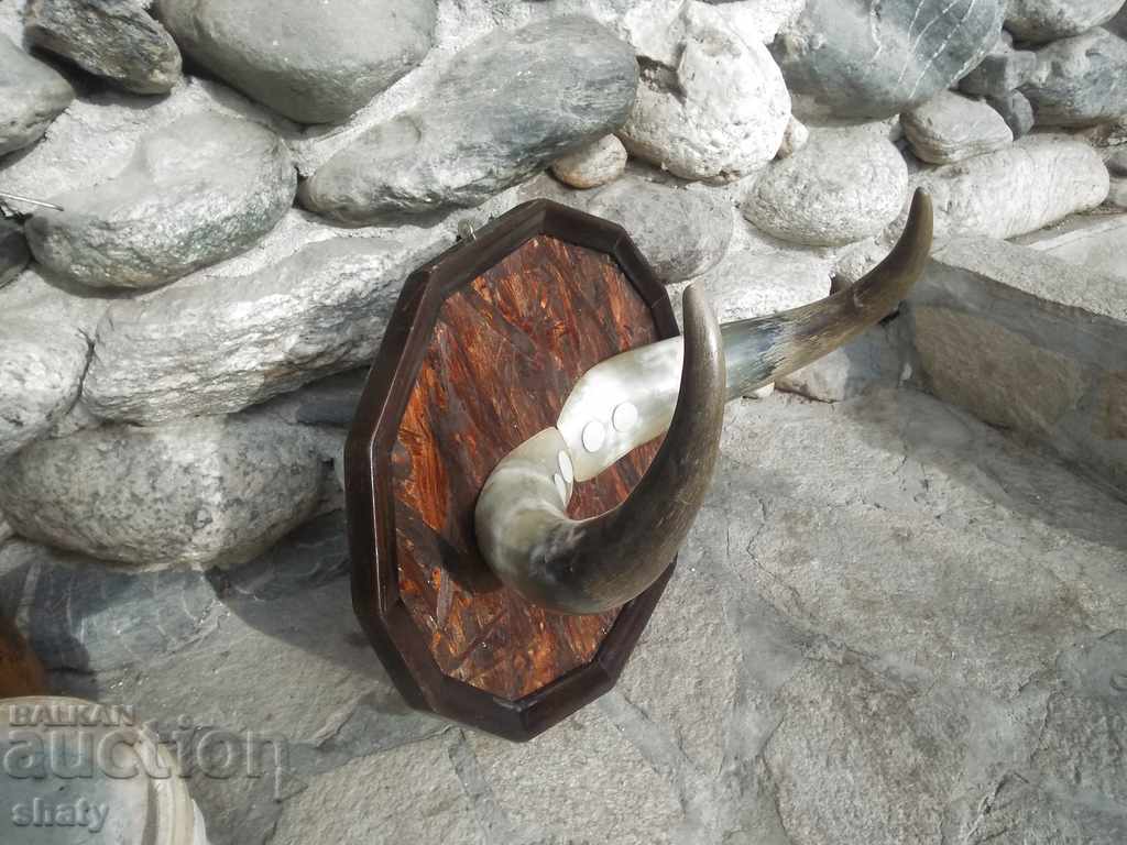 Licitație Trophy. Corni. Licitație Trophy. Corni.