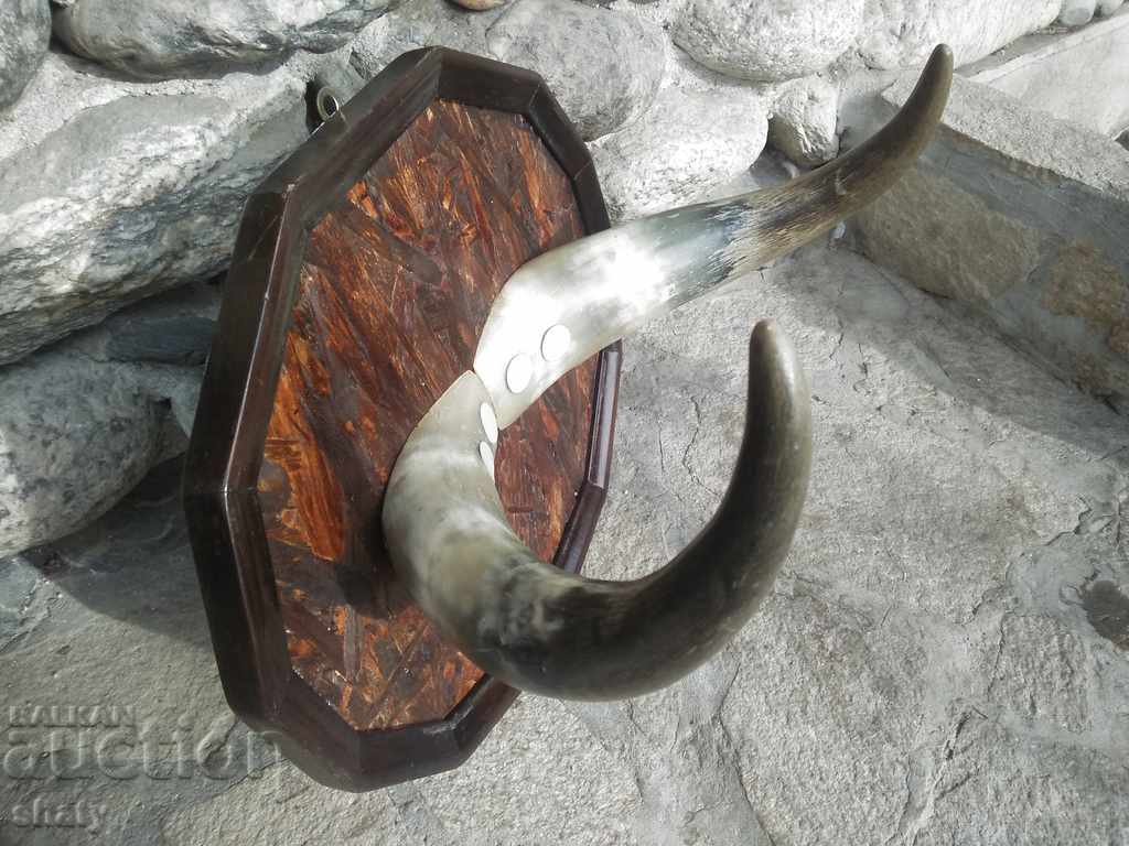 Livrarea Trophy. Corni. Livrarea Trophy. Corni.