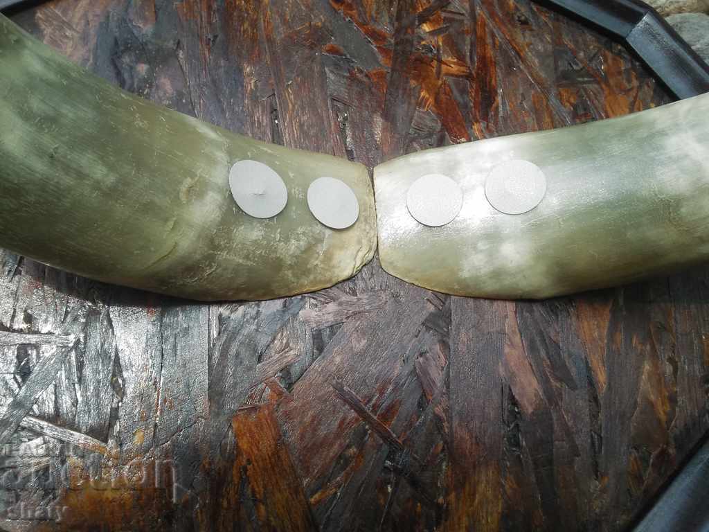 Trophy. Corni. - 6 Trophy. Corni. - 6