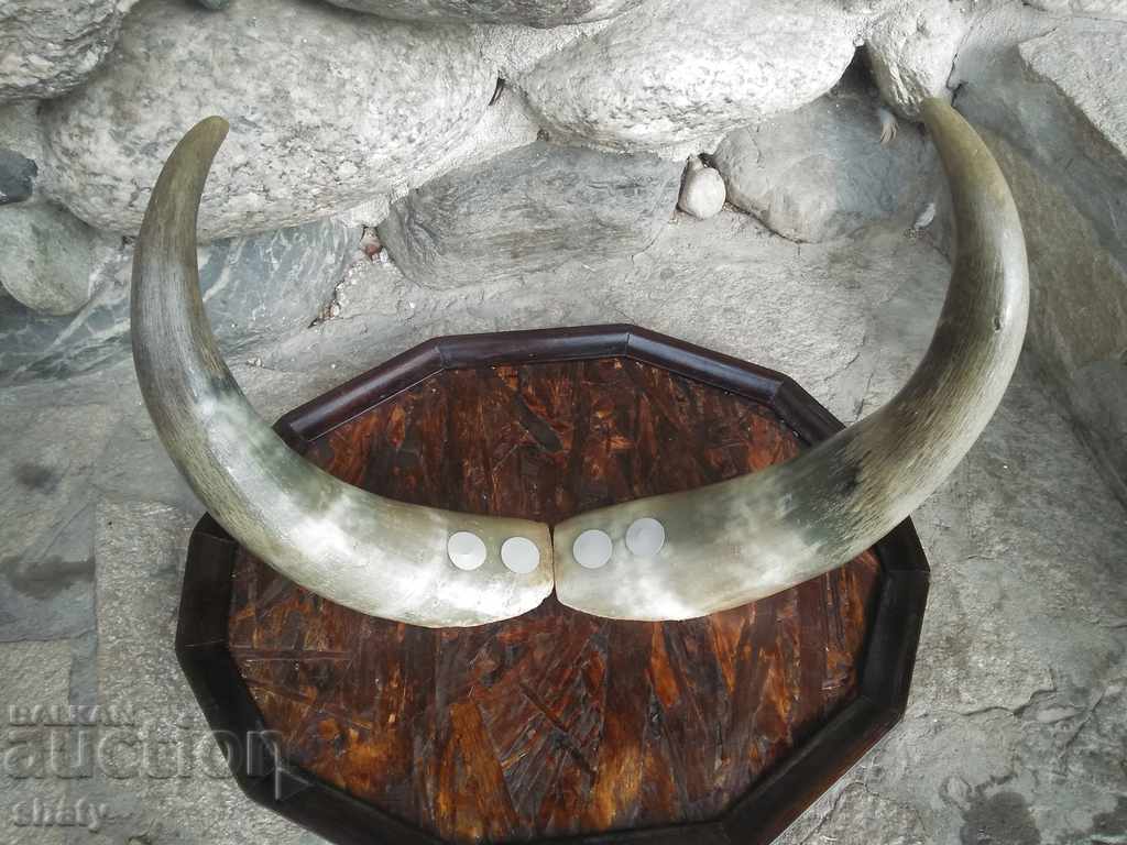 Trophy. Corni. - 7 Trophy. Corni. - 7