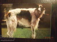 Carte poștală din 1975 - câini - ogar rusesc