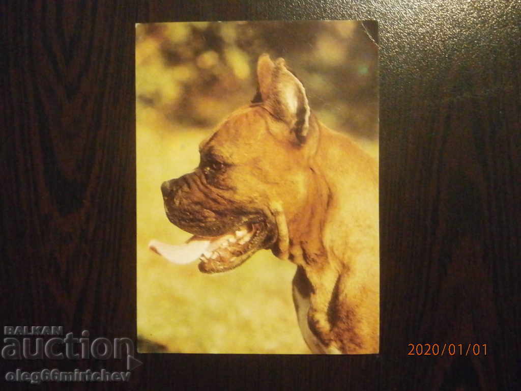 Carte poștală din Bulgaria - câini - boxer