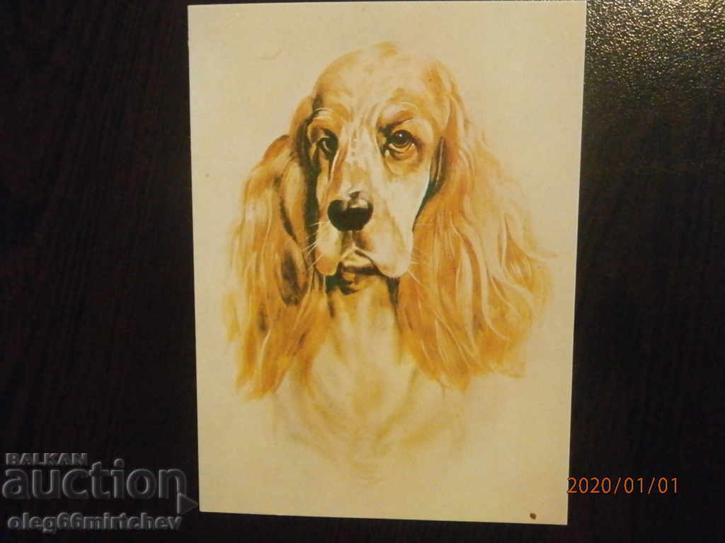 Carte poștală din Bulgaria - câini - cocker spaniel