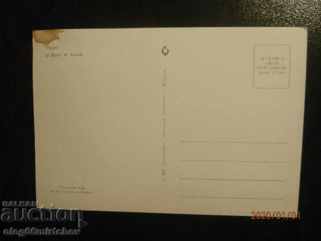 Bulgaria Postcard - dogs - poodle with price 0.60 BGN | € 0.31