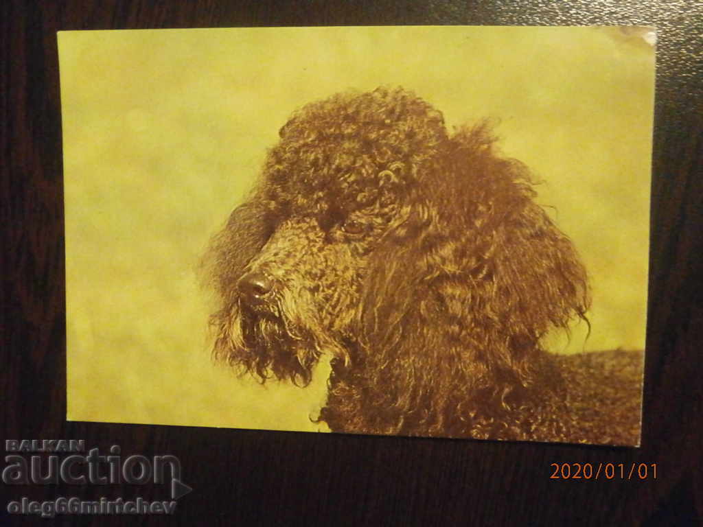 Βουλγαρία Καρτ ποστάλ - σκύλοι - πούντλ Βουλγαρία Καρτ ποστάλ - σκύλοι - πούντλ