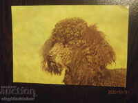 Carte poștală din Bulgaria - câini - poodle