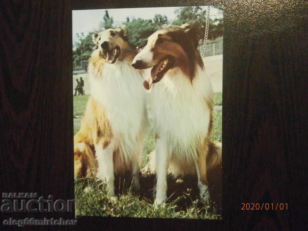 България Пощ.картичка - кучета - коли България Пощ.картичка - кучета - коли