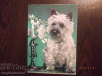 Βουλγαρία Ταχυδρομική κάρτα - σκυλιά - Γιορκσάιρ τεριέ