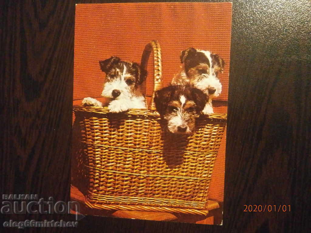 Bulgaria Postcard - Dogs - Fox Terriers Bulgaria Postcard - Dogs - Fox Terriers