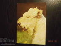 Carte poștală din Bulgaria - câini - Fox terrier