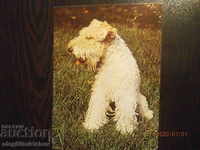 Carte poștală din Bulgaria - câini - Fox terrier