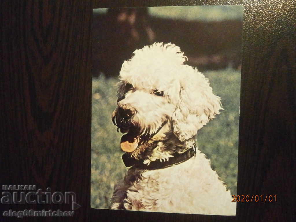 България Пощ.картичка - кучета - кралски пудел България Пощ.картичка - кучета - кралски пудел